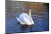 Swan swimming in a garden lake, Netherlands-Anna Miller-Mounted Photographic Print