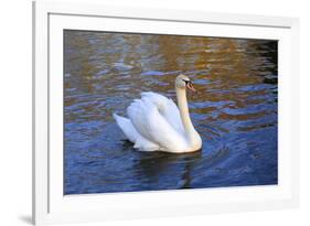 Swan swimming in a garden lake, Netherlands-Anna Miller-Framed Photographic Print