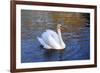 Swan swimming in a garden lake, Netherlands-Anna Miller-Framed Photographic Print