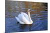 Swan swimming in a garden lake, Netherlands-Anna Miller-Mounted Photographic Print