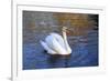 Swan swimming in a garden lake, Netherlands-Anna Miller-Framed Premium Photographic Print