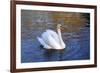 Swan swimming in a garden lake, Netherlands-Anna Miller-Framed Premium Photographic Print