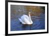 Swan swimming in a garden lake, Netherlands-Anna Miller-Framed Premium Photographic Print