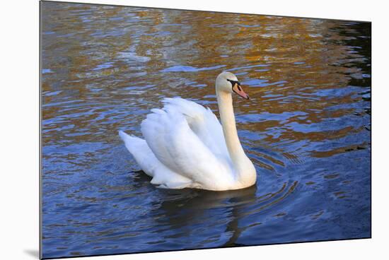 Swan swimming in a garden lake, Netherlands-Anna Miller-Mounted Premium Photographic Print
