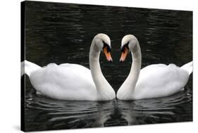Swan Symbol of Love-mamaluk-Stretched Canvas