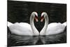 Swan Symbol of Love-mamaluk-Mounted Photographic Print
