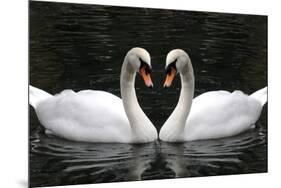 Swan Symbol of Love-mamaluk-Mounted Photographic Print