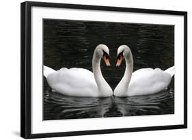 Swan Symbol of Love-mamaluk-Framed Photographic Print