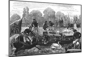 Swan Upping-null-Mounted Art Print