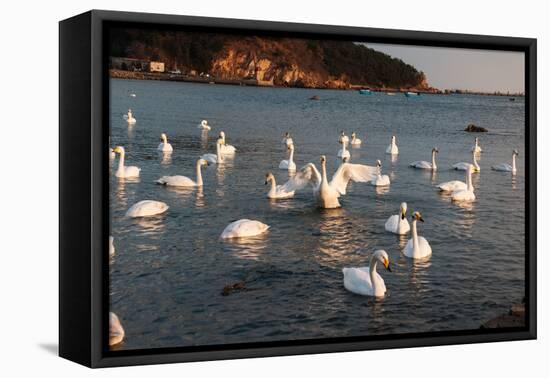 Swan White-feichang7jia1-Framed Stretched Canvas