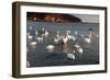 Swan White-feichang7jia1-Framed Photographic Print