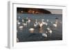 Swan White-feichang7jia1-Framed Photographic Print