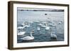 Swan White-feichang7jia1-Framed Photographic Print