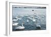 Swan White-feichang7jia1-Framed Photographic Print