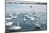 Swan White-feichang7jia1-Mounted Photographic Print