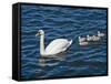 Swan with its Cygnets Swimming in a Lake, Stockholm, Sweden-null-Framed Stretched Canvas