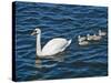 Swan with its Cygnets Swimming in a Lake, Stockholm, Sweden-null-Stretched Canvas