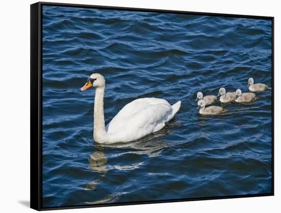 Swan with its Cygnets Swimming in a Lake, Stockholm, Sweden-null-Framed Stretched Canvas