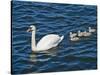 Swan with its Cygnets Swimming in a Lake, Stockholm, Sweden-null-Stretched Canvas