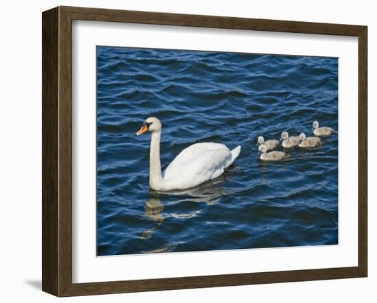 Swan with its Cygnets Swimming in a Lake, Stockholm, Sweden-null-Framed Premium Photographic Print