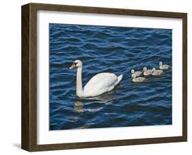 Swan with its Cygnets Swimming in a Lake, Stockholm, Sweden-null-Framed Premium Photographic Print