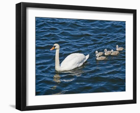 Swan with its Cygnets Swimming in a Lake, Stockholm, Sweden-null-Framed Premium Photographic Print