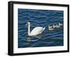 Swan with its Cygnets Swimming in a Lake, Stockholm, Sweden-null-Framed Premium Photographic Print