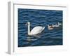 Swan with its Cygnets Swimming in a Lake, Stockholm, Sweden-null-Framed Premium Photographic Print