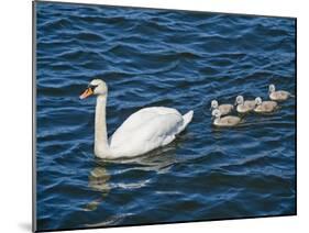 Swan with its Cygnets Swimming in a Lake, Stockholm, Sweden-null-Mounted Premium Photographic Print