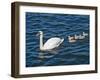 Swan with its Cygnets Swimming in a Lake, Stockholm, Sweden-null-Framed Photographic Print