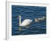 Swan with its Cygnets Swimming in a Lake, Stockholm, Sweden-null-Framed Photographic Print