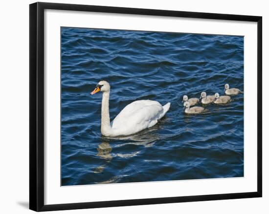 Swan with its Cygnets Swimming in a Lake, Stockholm, Sweden-null-Framed Photographic Print