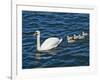 Swan with its Cygnets Swimming in a Lake, Stockholm, Sweden-null-Framed Photographic Print