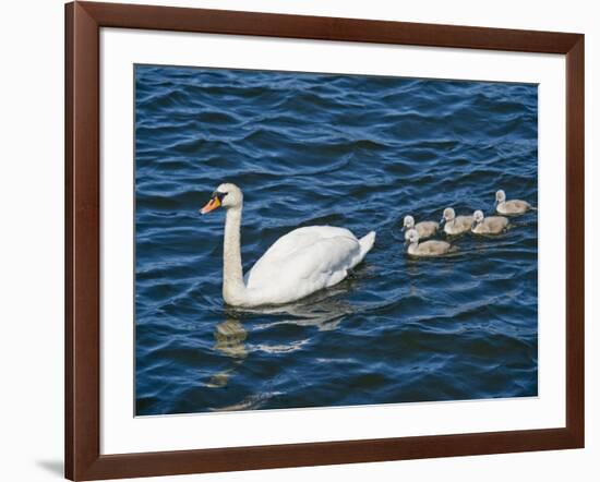 Swan with its Cygnets Swimming in a Lake, Stockholm, Sweden-null-Framed Photographic Print