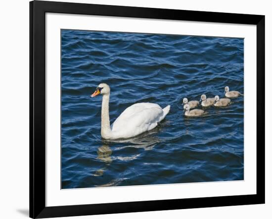 Swan with its Cygnets Swimming in a Lake, Stockholm, Sweden-null-Framed Photographic Print