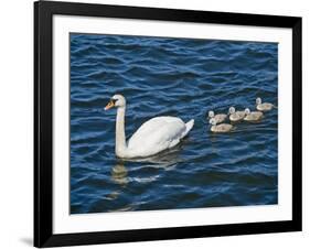 Swan with its Cygnets Swimming in a Lake, Stockholm, Sweden-null-Framed Photographic Print