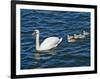 Swan with its Cygnets Swimming in a Lake, Stockholm, Sweden-null-Framed Photographic Print