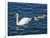 Swan with its Cygnets Swimming in a Lake, Stockholm, Sweden-null-Framed Photographic Print