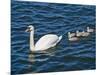 Swan with its Cygnets Swimming in a Lake, Stockholm, Sweden-null-Mounted Photographic Print