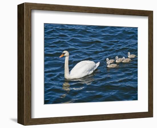Swan with its Cygnets Swimming in a Lake, Stockholm, Sweden-null-Framed Photographic Print