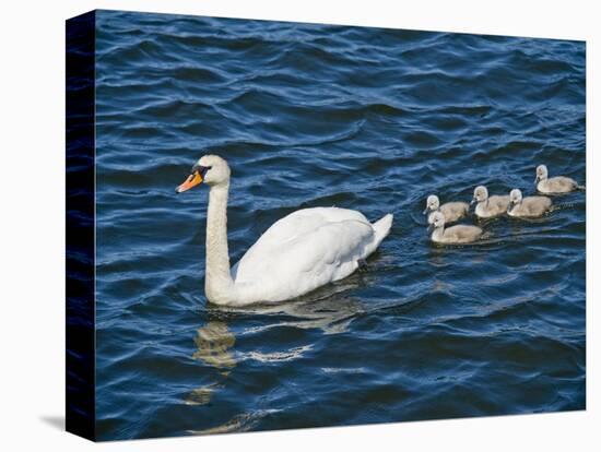 Swan with its Cygnets Swimming in a Lake, Stockholm, Sweden-null-Stretched Canvas