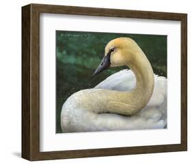 Swan-Chris Vest-Framed Premium Giclee Print