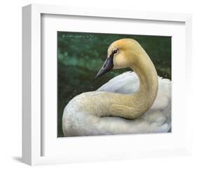 Swan-Chris Vest-Framed Premium Giclee Print