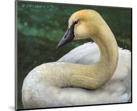 Swan-Chris Vest-Mounted Premium Giclee Print