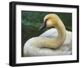 Swan-Chris Vest-Framed Art Print