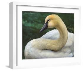 Swan-Chris Vest-Framed Art Print