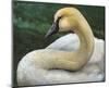 Swan-Chris Vest-Mounted Art Print