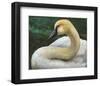 Swan-Chris Vest-Framed Art Print