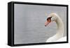 Swan-fredleonero-Framed Stretched Canvas