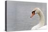 Swan-fredleonero-Stretched Canvas